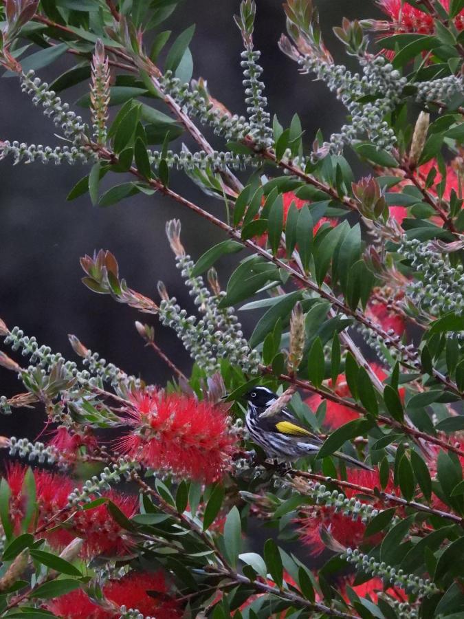 Cape Howe Cottages Lowlands エクステリア 写真